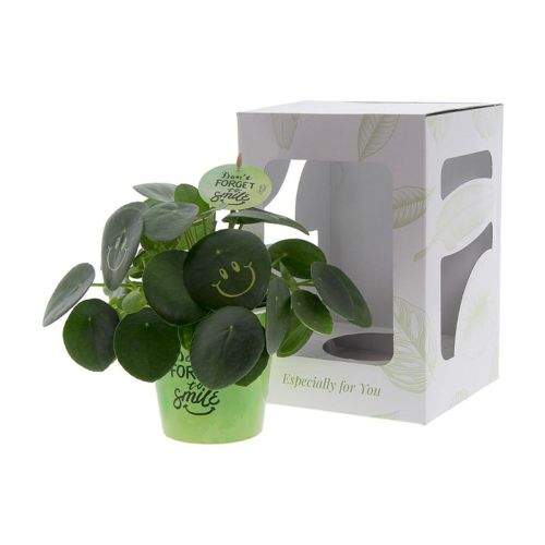 Stor Smylieplante - Billede 2